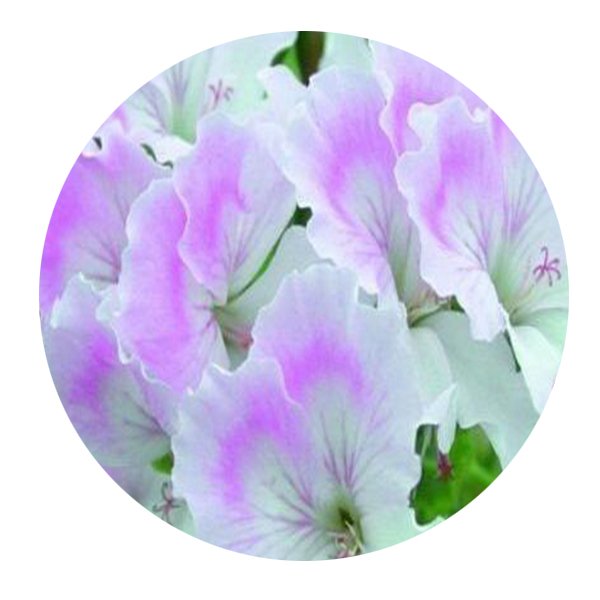 DwarfGiantFarm 100Pcs A Set Quantock May Pelargonium Hortorum Flower Seed Prodgf