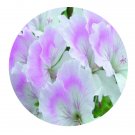 DwarfGiantFarm 100Pcs A Set Quantock May Pelargonium Hortorum Flower Seed Prodgf