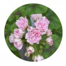 DwarfGiantFarm 100Pcs A Set Millfield Rose Pelargonium Hortorum Flower See Prodgf