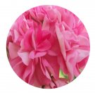 DwarfGiantFarm 100Pcs A Set noel gordon Pelargonium Hortorum Flower Seed Prodgf
