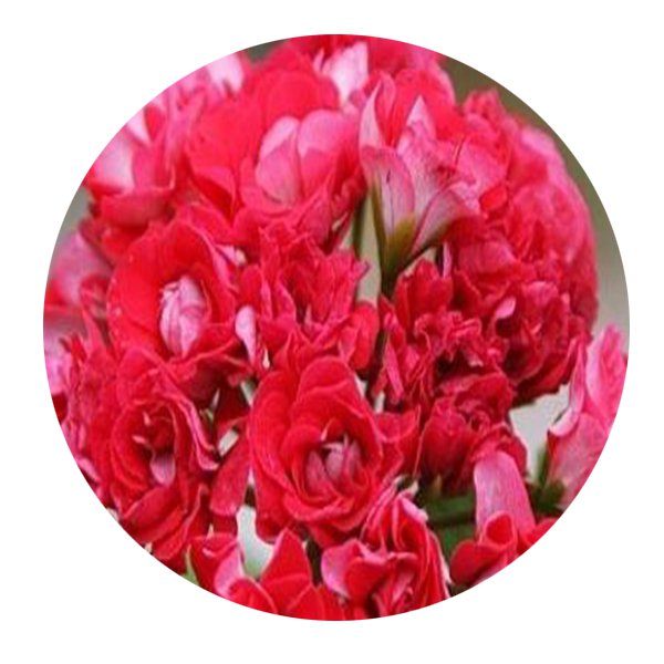 DwarfGiantFarm 100Pcs A Set Red Rambler Pelargonium Hortorum Flower Seed Prodgf