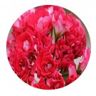 DwarfGiantFarm 100Pcs A Set Red Rambler Pelargonium Hortorum Flower Seed Prodgf