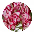 DwarfGiantFarm 100Pcs A Set Rouletta Pelargonium Hortorum Flower Seed  Prodgf