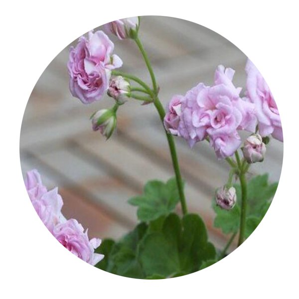 DwarfGiantFarm 100Pcs A Set rococo Pelargonium Hortorum Flower See   Prodgf