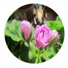 DwarfGiantFarm 100Pcs A Set Summer Rose Lilac Pelargonium Hortorum Flower Seed   Prodgf