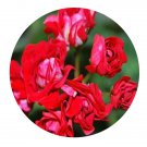 DwarfGiantFarm 100Pcs A Set summer rose tina Pelargonium Hortorum Flower Seed  Prodgf