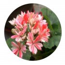 DwarfGiantFarm 100Pcs A Set Switzerland Pelargonium Hortorum Flower Seed   Prodgf