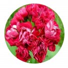DwarfGiantFarm 100Pcs A Set Ungarisk Appleblossom Pelargonium Hortorum Flower Seed   Prodgf