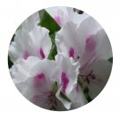 DwarfGiantFarm 100Pcs A Set E.Royalty White Pelargonium Hortorum Flower Seed    Prodgf