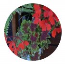 DwarfGiantFarm 100Pcs A Set Vancouver Centennial Pelargonium Hortorum Flower Seed  Prodgf