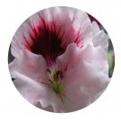 DwarfGiantFarm 100Pcs A Set E.Tony Pelargonium Hortorum Flower Seed Prodgf
