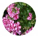 DwarfGiantFarm 100Pcs A Set Picasso Pelargonium Hortorum Flower Seed Prodgf