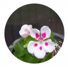 DwarfGiantFarm 100Pcs A Set White Splash Pelargonium Hortorum Flower Seed Prodgf
