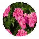 DwarfGiantFarm 100Pcs A Set Pink Sybil Pelargonium Hortorum Flower Seed Prodgf