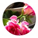 DwarfGiantFarm 100Pcs A Set sybil holmes Pelargonium Hortorum Flower Seed Prodgf