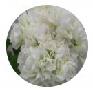 DwarfGiantFarm 100Pcs A Set Vit Rosen Pelargonium Hortorum Flower Seed  Prodgf