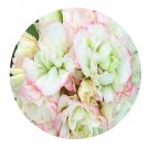 DwarfGiantFarm 100Pcs A Set Westdale Appleblossom Pelargonium Hortorum Flower Seed  Prodgf
