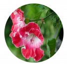 DwarfGiantFarm 100Pcs A Set Lijiang Pelargonium Hortorum Flower Seed  Prodgf