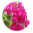 DwarfGiantFarm 100Pcs A Set Holiday Purple Dream Pelargonium Hortorum Flower Seed  Prodgf