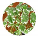 DwarfGiantFarm 100Pcs A Set Pelargonium hortorum Bailey Pelargonium Hortorum Flower Seed  Prodgf
