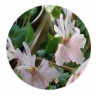 DwarfGiantFarm 100Pcs A Set Pat Hannam Pelargonium Hortorum Flower Seed  Prodgf