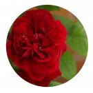 DwarfGiantFarm 500Pcs A Set Alec's Red Rosa chinensis Flower Seed  Prodgf