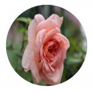 DwarfGiantFarm 500Pcs A Set A Shropshire lad Rosa chinensis seed Prodgf