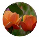 DwarfGiantFarm 500Pcs A Set About Face Rosa chinensis Flower Seed Prodgf
