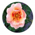 DwarfGiantFarm 500Pcs A Set Alissar Phoenicia Rosa chinensis Flower Seed  Prodgf