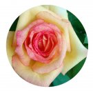 DwarfGiantFarm 500Pcs A Set Ambiance Rosa chinensis Flower Seed  Prodgf