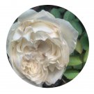 DwarfGiantFarm 500Pcs A Set All four Pure Rosa chinensis Flower Seed Prodgf