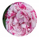 DwarfGiantFarm 500Pcs A Set Variegata di Bologna Rosa chinensis Flower Seed Prodgf