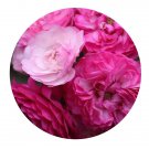DwarfGiantFarm 500Pcs A Set Vineyard Song Rosa chinensis Flower Seed Prodgf
