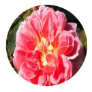 DwarfGiantFarm 500Pcs A Set Treasure trail Rosa chinensis Flower Seed  Prodgf
