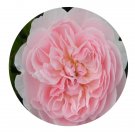 DwarfGiantFarm 500Pcs A Set wisley 2008 Rosa chinensis Flower Seed  Prodgf