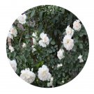 DwarfGiantFarm 500Pcs A Set White Meillandina Rosa chinensis Flower Seed Prodgf