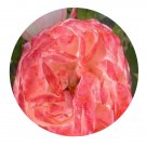DwarfGiantFarm 500Pcs A Set White Peach Ovation Rosa chinensis Flower Seed Prodgf