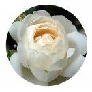 DwarfGiantFarm 500Pcs A Set Winchester Cathedral Rosa chinensis Flower Seed  Prodgf