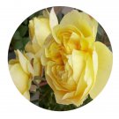 DwarfGiantFarm 500Pcs A Set Yellow Chicken Rosa chinensis Flower Seed  Prodgf