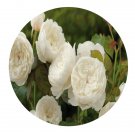 DwarfGiantFarm 500Pcs A Set William and Catherine Rosa chinensis Flower Seed  Prodgf