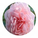 DwarfGiantFarm 500Pcs A Set William Morris Rosa chinensis Flower Seed  Prodgf