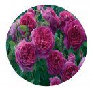 DwarfGiantFarm 500Pcs A Set Young Lycidas Rosa chinensis Flower Seed  Prodgf