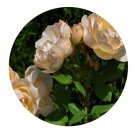 DwarfGiantFarm 500Pcs A Set Wollerton Old Hall Rosa chinensis Flower Seed Prodgf