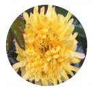 DwarfGiantFarm 500Pcs A Set Yellow Waves Rosa chinensis Flower Seed Prodgf