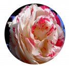 DwarfGiantFarm 500Pcs A Set Scentimental Rosa chinensis Flower Seed Prodgf