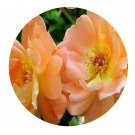 DwarfGiantFarm 500Pcs A Set Westerland Rosa chinensis Flower Seed Prodgf