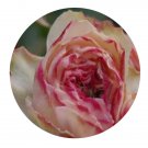 DwarfGiantFarm 500Pcs A Set Wedding Cake Rosa chinensis Flower Seed  Prodgf