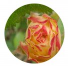 DwarfGiantFarm 500Pcs A Set ROS'ODILE Rosa chinensis Flower Seed  Prodgf