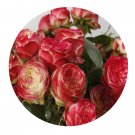 DwarfGiantFarm 500Pcs A Set Latin Pompon Freelander Rosa chinensis Flower Seed Prodgf