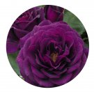 DwarfGiantFarm 500Pcs A Set Ebb Tide Rosa chinensis Flower Seed   Prodgf